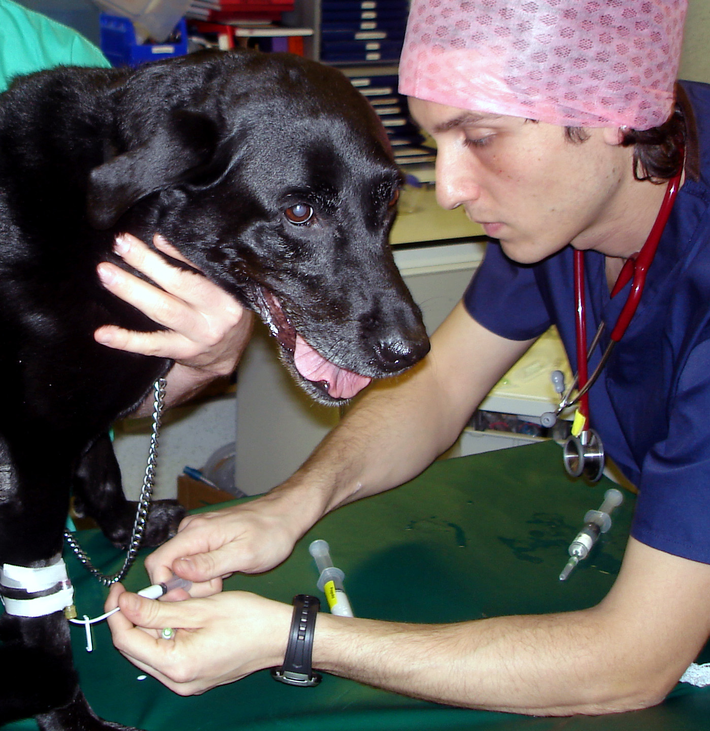 Propofol induction in a dog