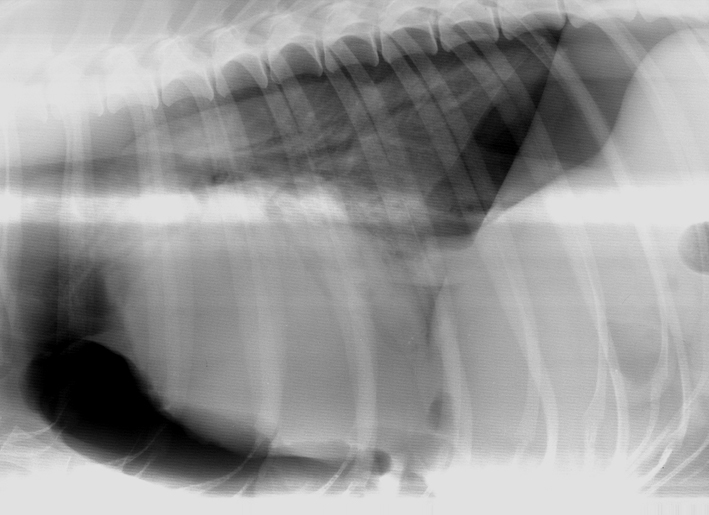 Emergent dog in x-ray